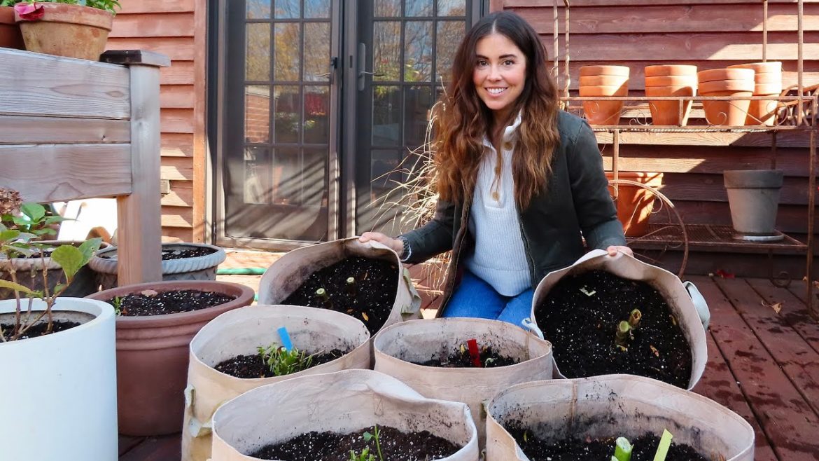 Overwintering Dahlia Tubers in Grow Bags | Container Gardening Overwintering Dahlia Tubers in Grow Bags | Container Gardening