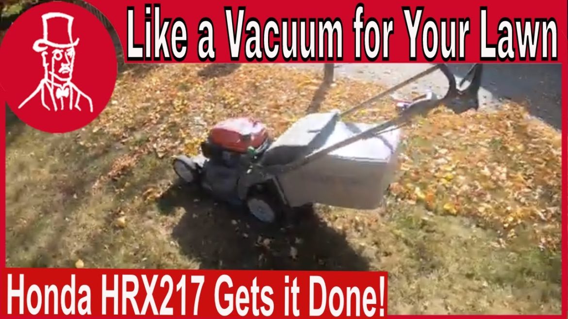 How to Remove Leaves Fast How to Remove Leaves Fast