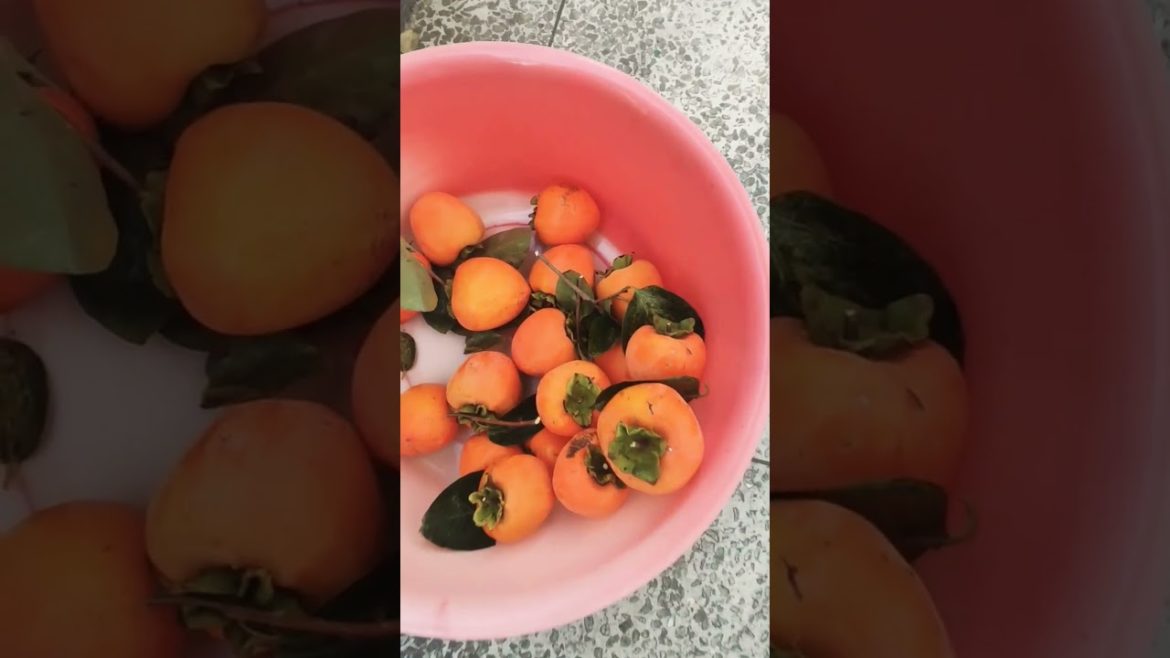 persimmons in korea#persimmonfruit#persimmon #persimmons#fall#fallseason#seoullife#southkoreashorts