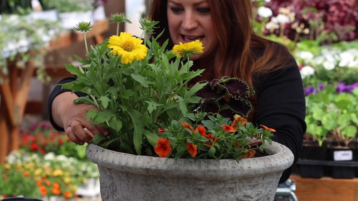 Simple Container Garden Ideas to Try, Part 1