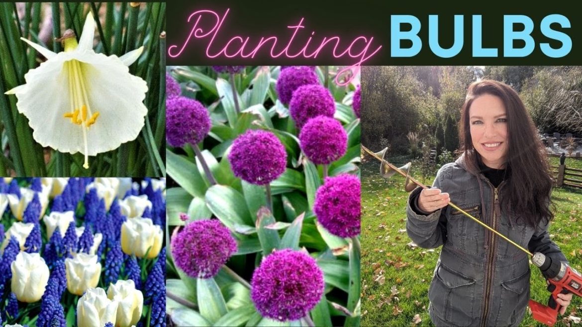 Planting Bulbs -Alliums Atlas/Ostara, Fritillaria, Daffodils, Tulips, Hyacinth | Serenity Now Garden