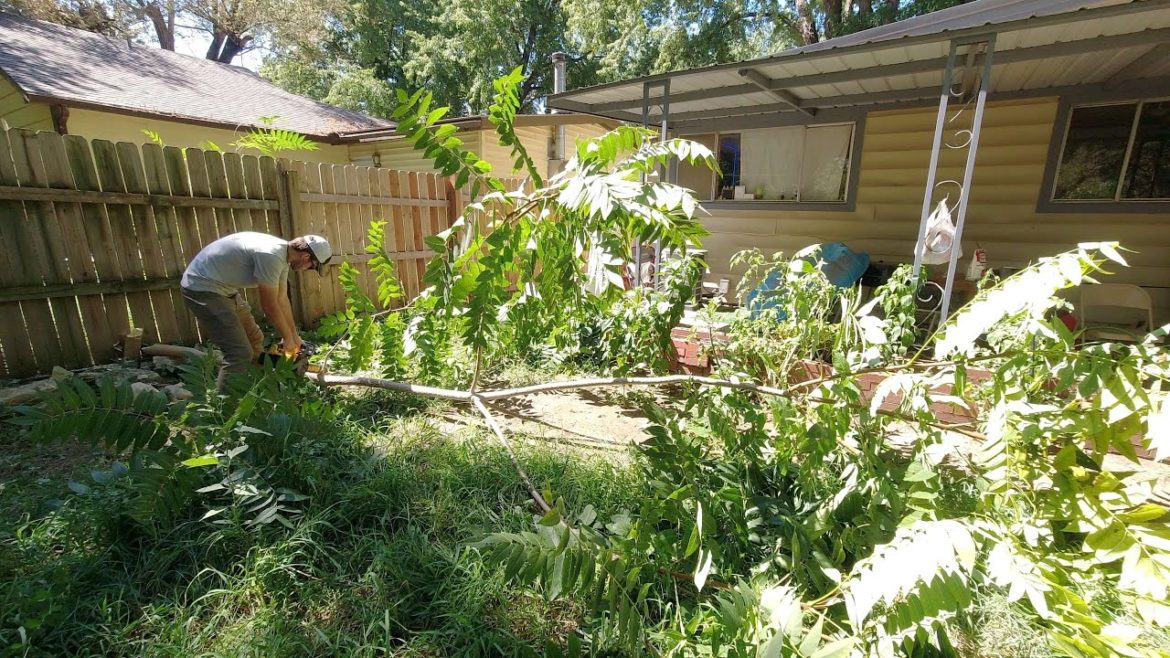 8ft Tall Weeds INFESTED her Backyard - She Asked me for Help and I TRANSFORMED it for FREE