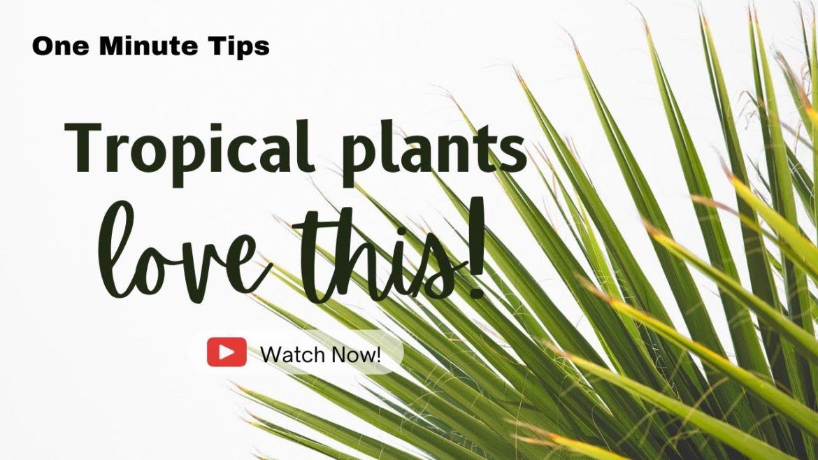 One Minute Tips Garden - How to Grow Cilantro FAST!