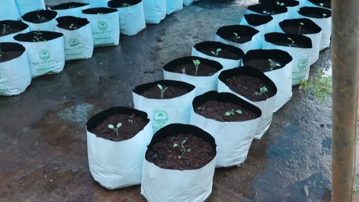 How to Grow Cauliflower Organically | Beginner’s Vegetable Garden Startup