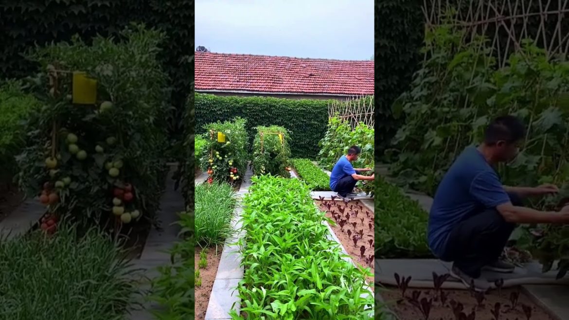 October 2022 Tips for garden at home with me October 2022 Tips for garden at home with me