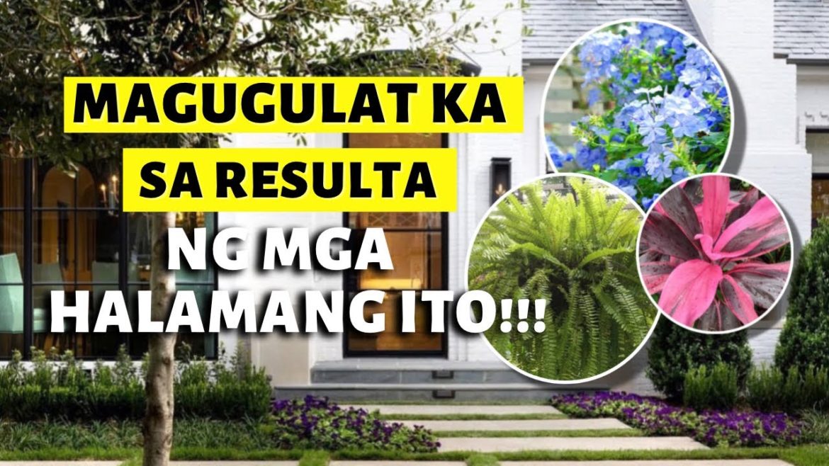 MAKE YOUR FRONT DOOR AMAZING WITH THESE HOUSEPLANTS!