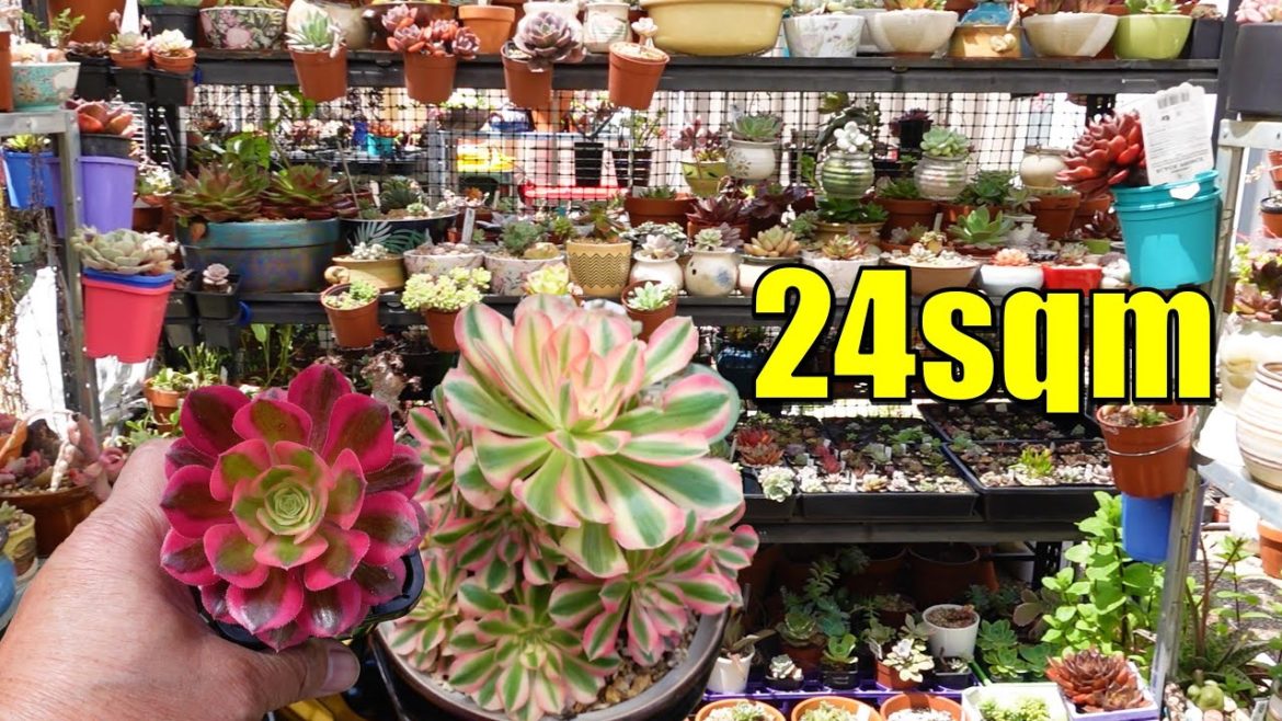 Over 2000 Potted Succulents (3x8 Metre Area) | VLOG #155 Succulents & Coffee with Liz