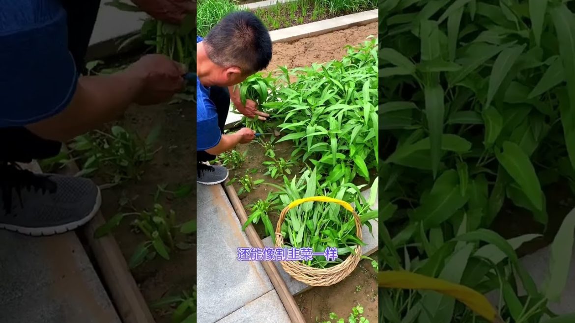 October 2022 Tips for garden at home with me October 2022 Tips for garden at home with me