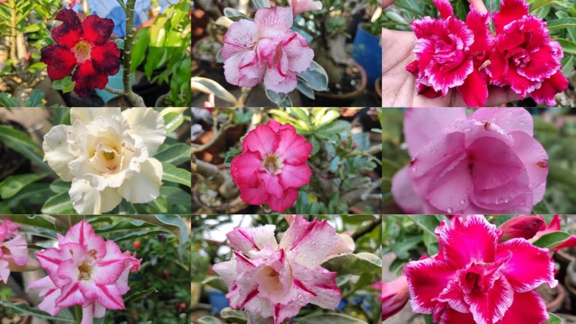 Adenium Plant Care Tips | How To Get Maximum Flowers In November |