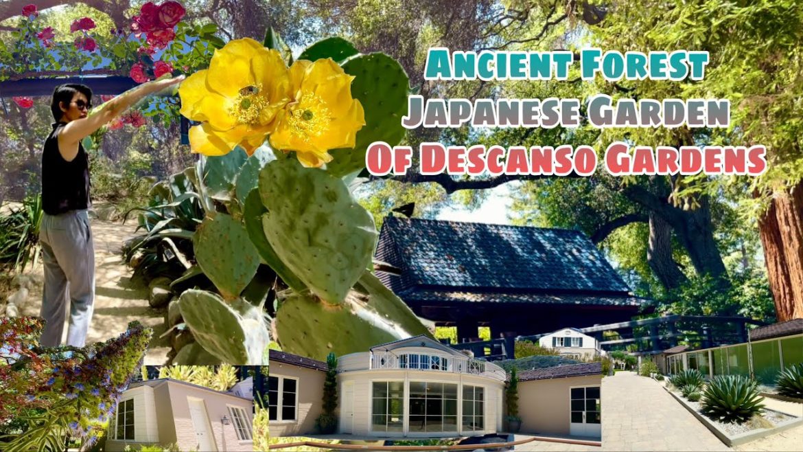 The Ancient Forest and Japanese Garden of  Descanso Gardens in Southern California | What To See