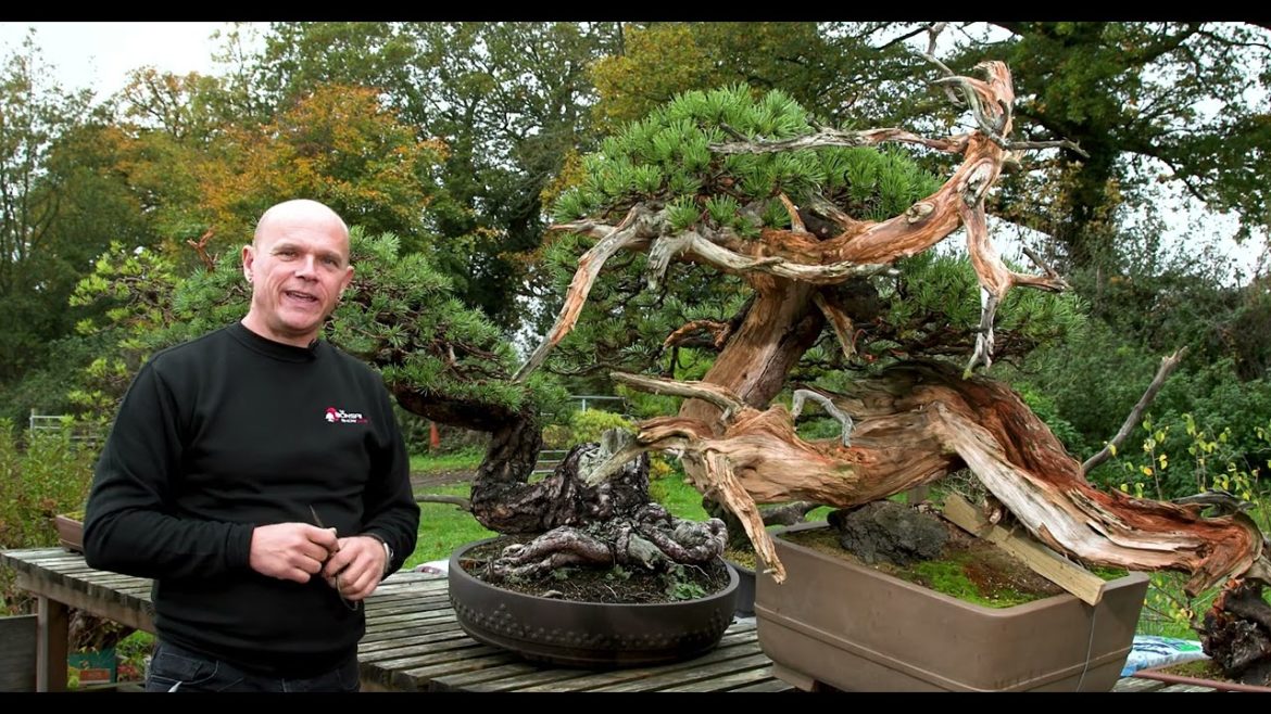 The Bonsai Show 2022 Episode 7 The Bonsai Show 2022 Episode 7