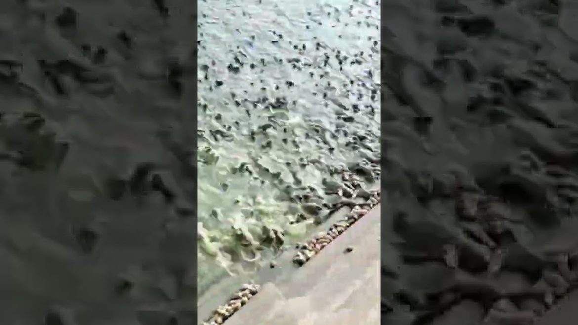 Turtle is eating #shorts #gardener #fruit #fyp #funny #harvest #Satisfying Turtle is eating #shorts #gardener #fruit #fyp #funny #harvest #Satisfying