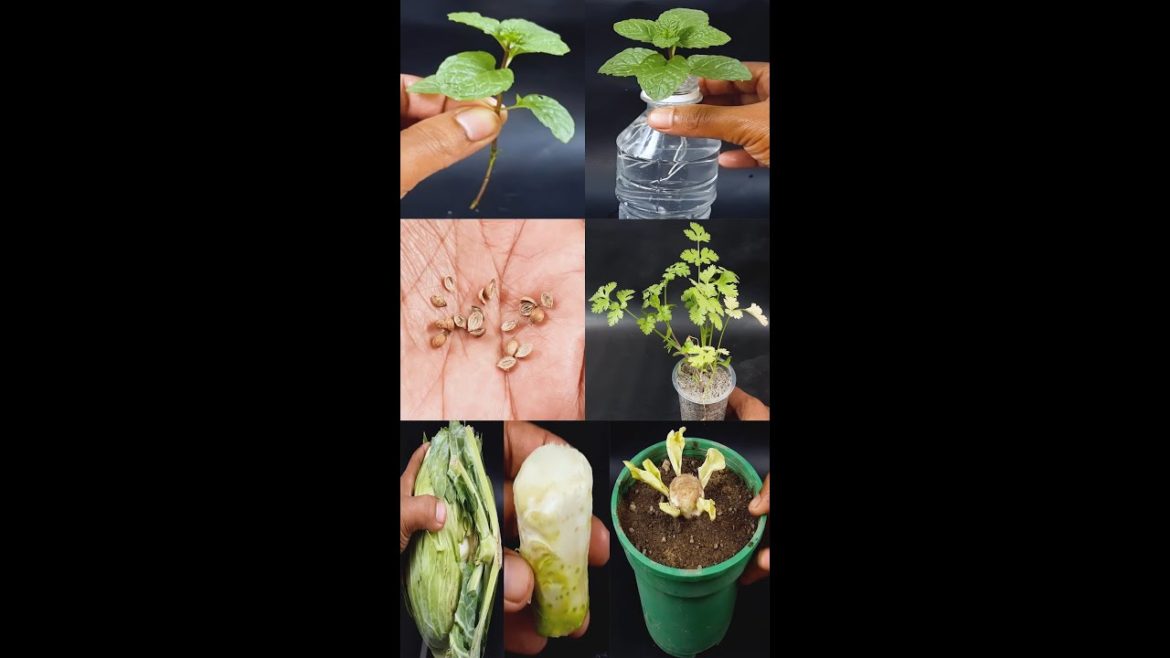 Easiest way to grow Vegetables at Home/Garden| Grow Vegetables For Beginners#shorts