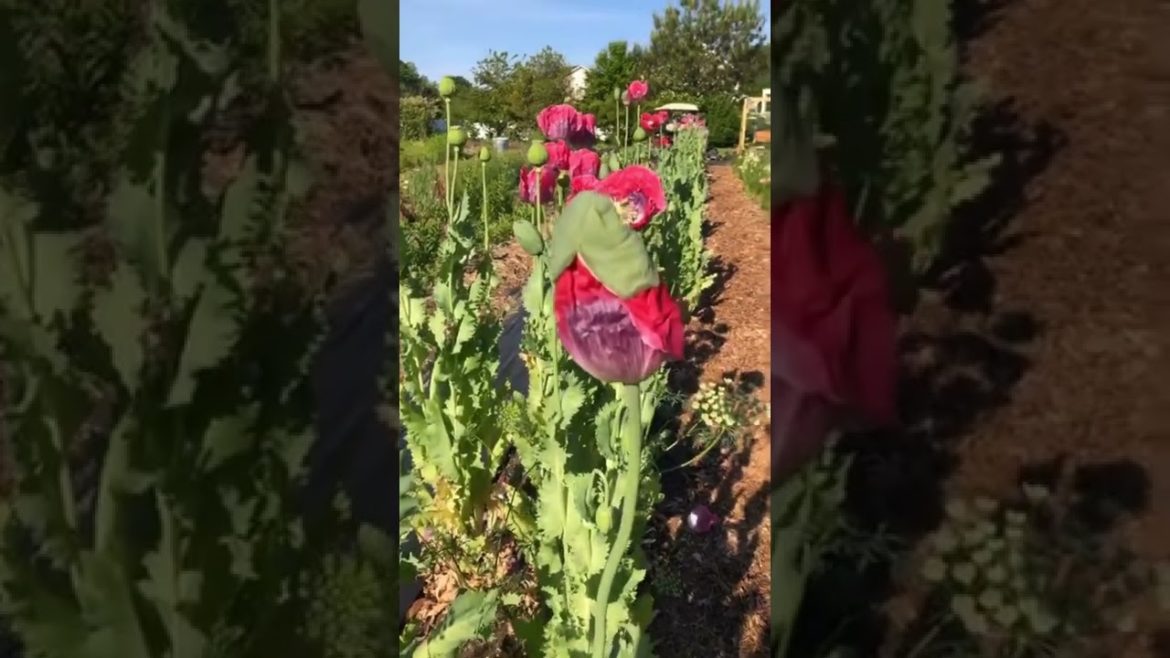 Sowed our poppies about 10 days ago and they are a beautiful 1 inch tall😊. Sowed our poppies about 10 days ago and they are a beautiful 1 inch tall😊.