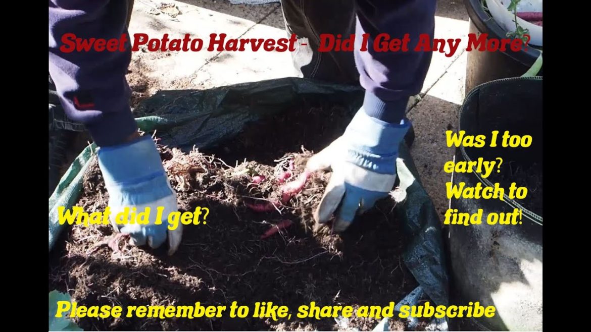 D.W.W. Gardening - Harvesting the Rest of My Sweet Potatoes - What did I Get?