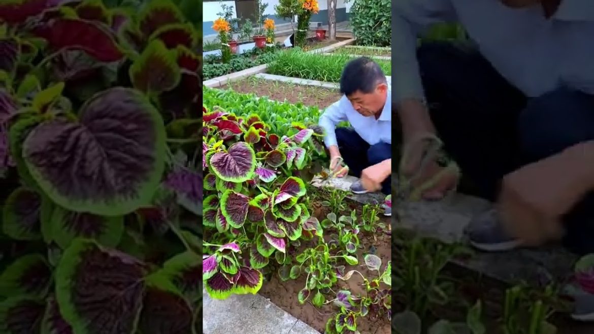 October 2022 Tips for garden at home with me October 2022 Tips for garden at home with me