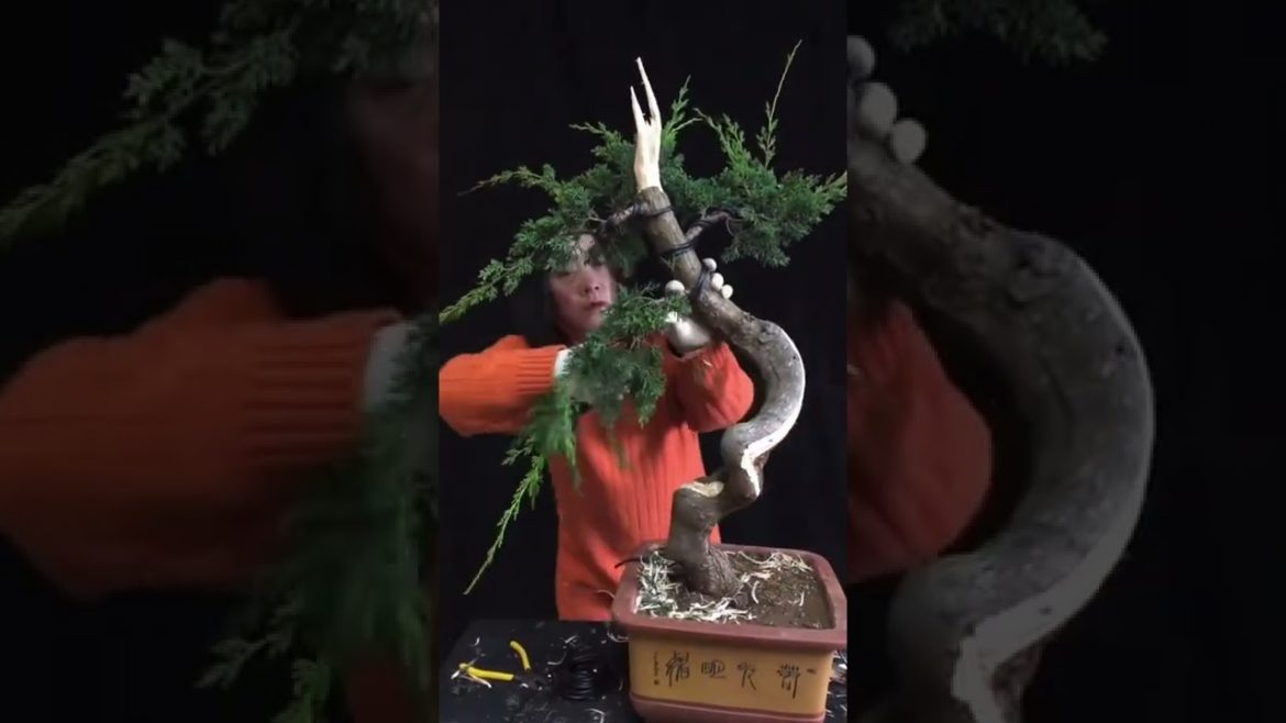 Editing tree Bonsai #shorts #gardener #fruit #fyp #funny #harvest #Satisfying #relaxing Editing tree Bonsai #shorts #gardener #fruit #fyp #funny #harvest #Satisfying #relaxing