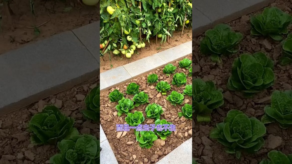 October 2022 Tips for garden at home with me October 2022 Tips for garden at home with me