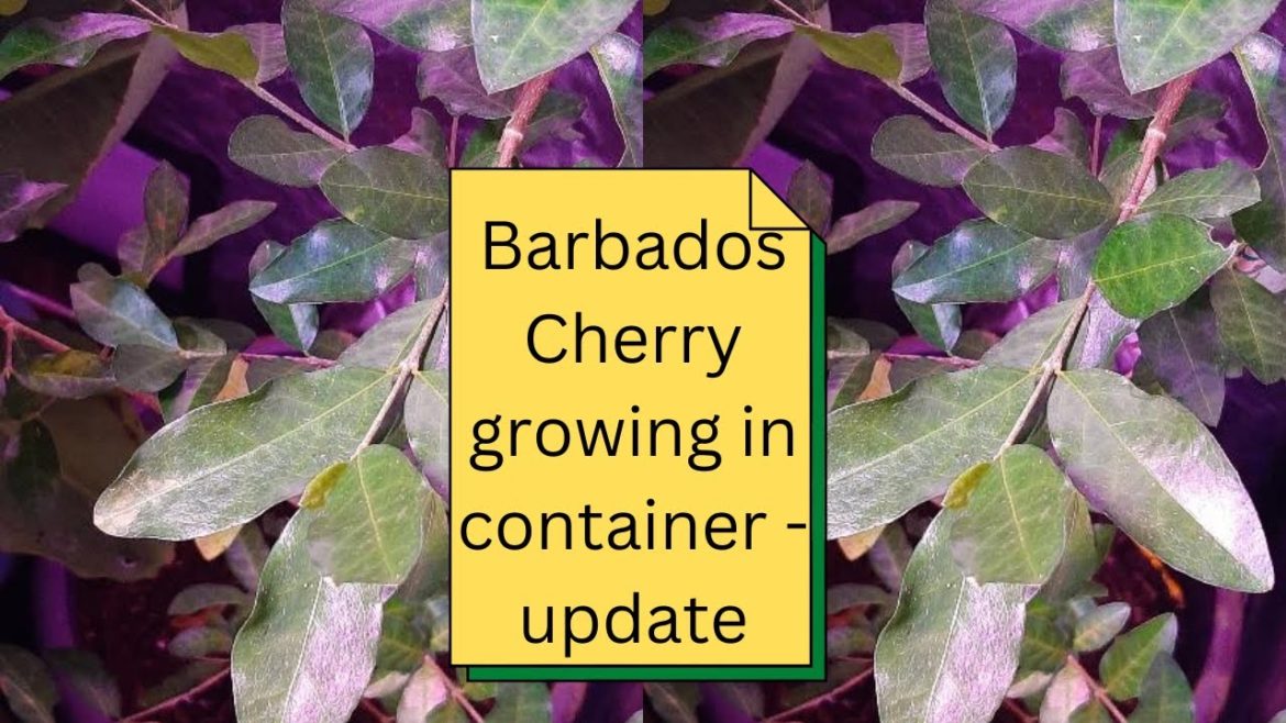 Barbados Cherry growing in container - update