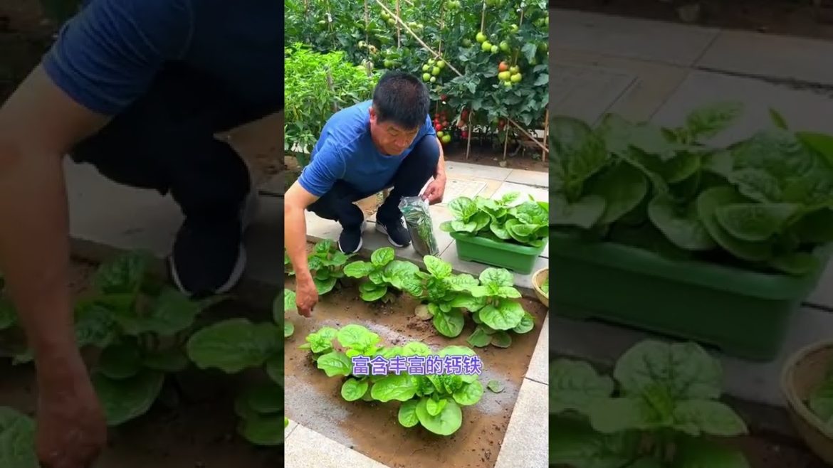 October 2022 Tips for garden at home with me October 2022 Tips for garden at home with me