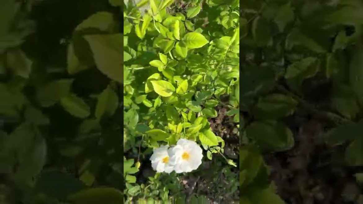 Rosewhite#shorts#youtube #shorts #rosegardening