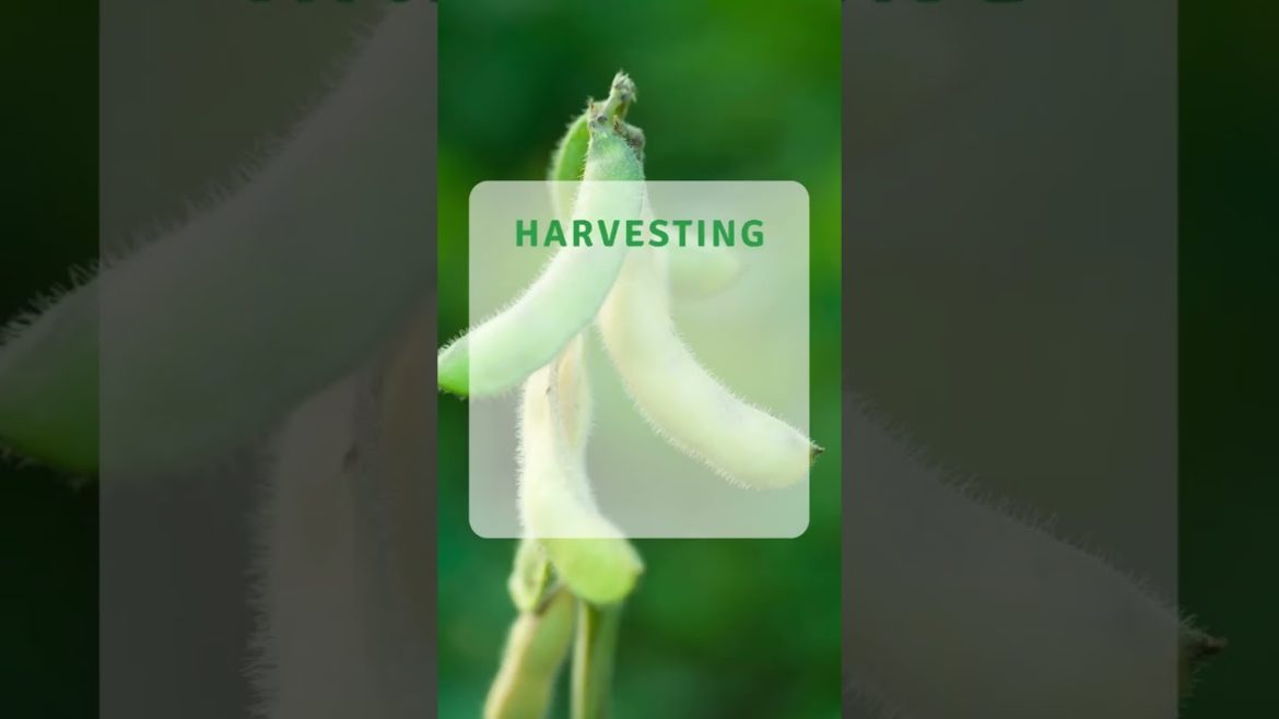 Harvesting Tips #soybean #shorts #trend #harvesting  #grow #gardeningtips #gardening  #fruit #free