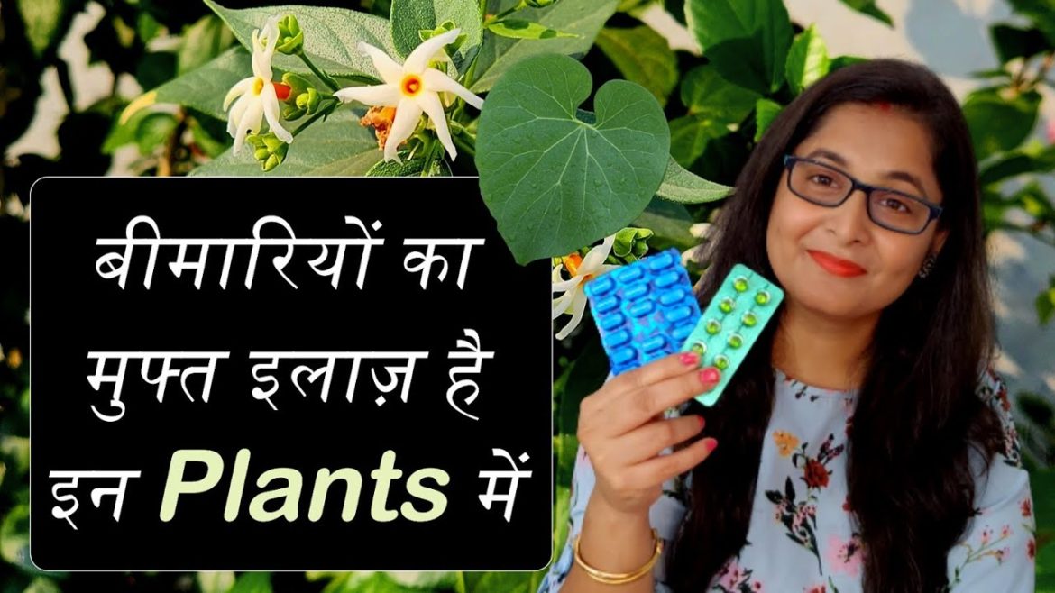 π΄π 7 Medicinal Plants, their uses for Healthy Life / Ayurvedic Plants #gardening #ayurvedicplants π΄π 7 Medicinal Plants, their uses for Healthy Life / Ayurvedic Plants #gardening #ayurvedicplants