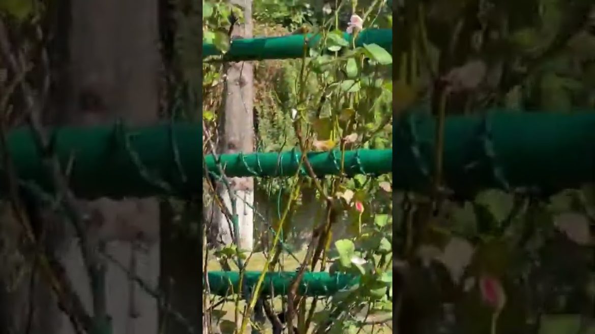 pink rose wine#rosegardening #shorts #youtube #trending