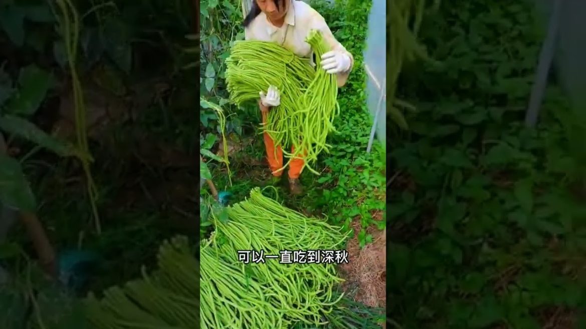 October 2022 Tips for garden  at home with me