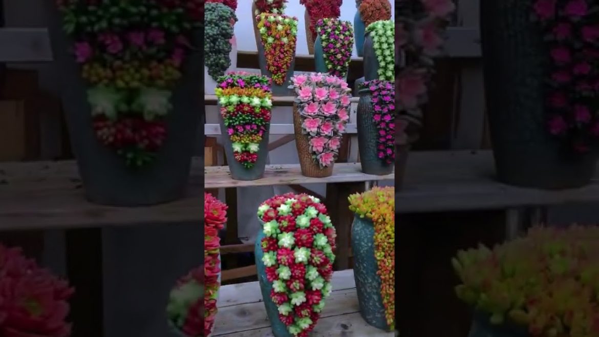 Collection succulent plant #shorts #gardener #fruit #fyp #funny #harvest #Satisfying #relaxing