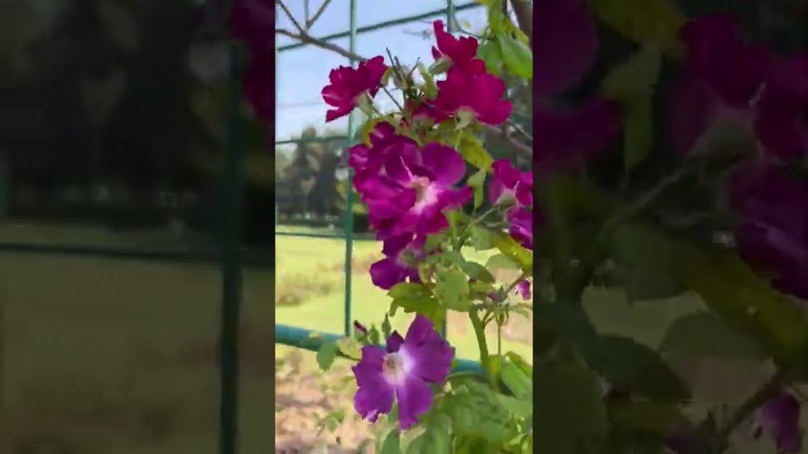rose creeper#shorts #youtube #rosegardening #gardening