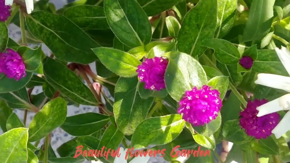 Beautiful Flowers Garden Design. Beautiful Flowers Garden Design.