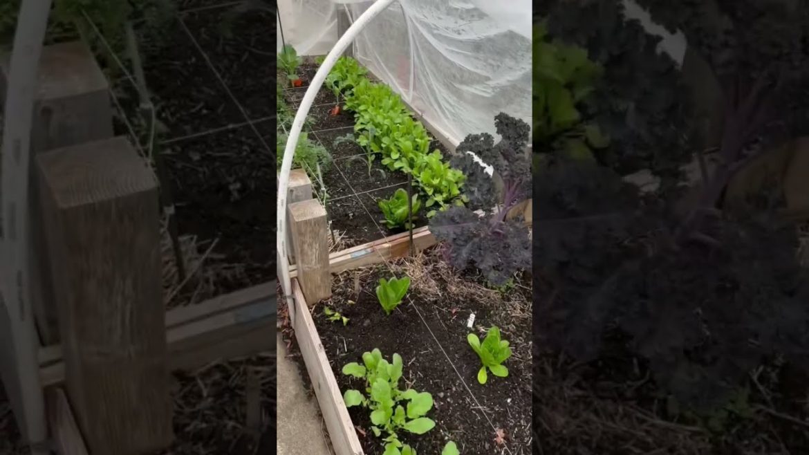 Fall Gardening | Containers & Raised Beds | Short