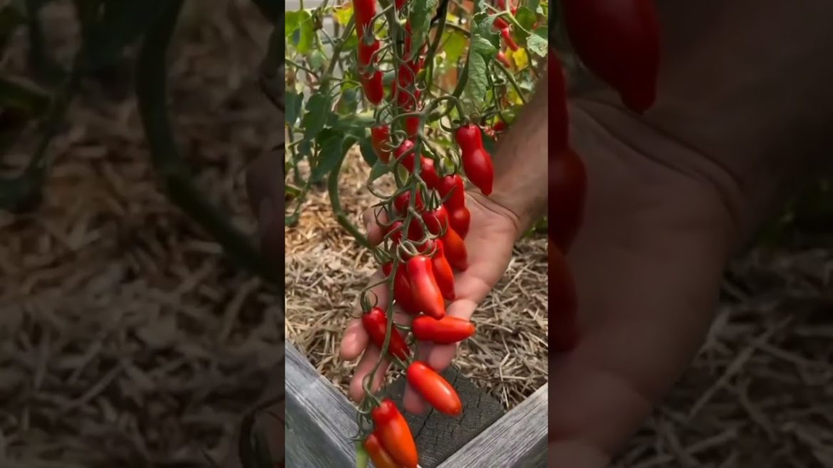 helpful tips 💡❤️#status #short #gardening