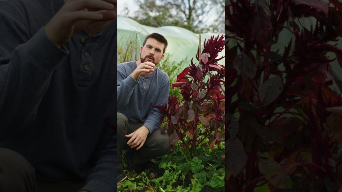 What Are Cover Crops? A Quick Introduction #shorts #ad