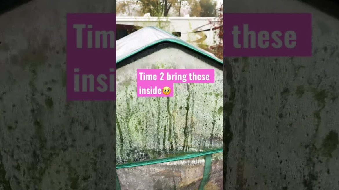 #Fall garden #fall garden varieties #gardening