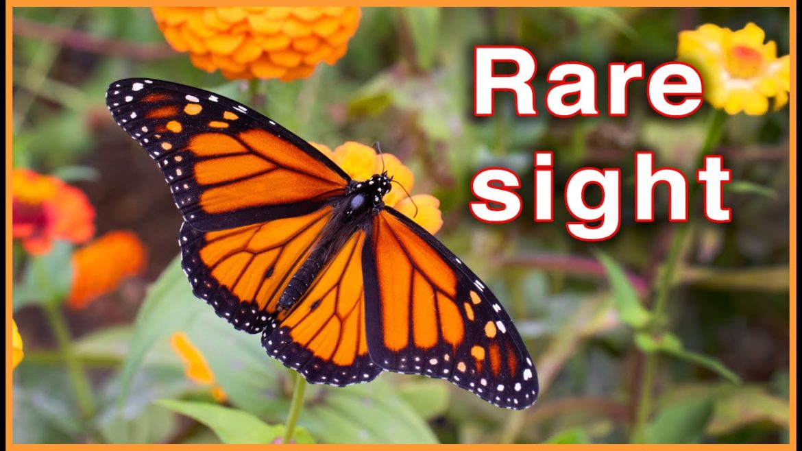 A Male MONARCH BUTTERFLY visits my garden! (and cats frolic)