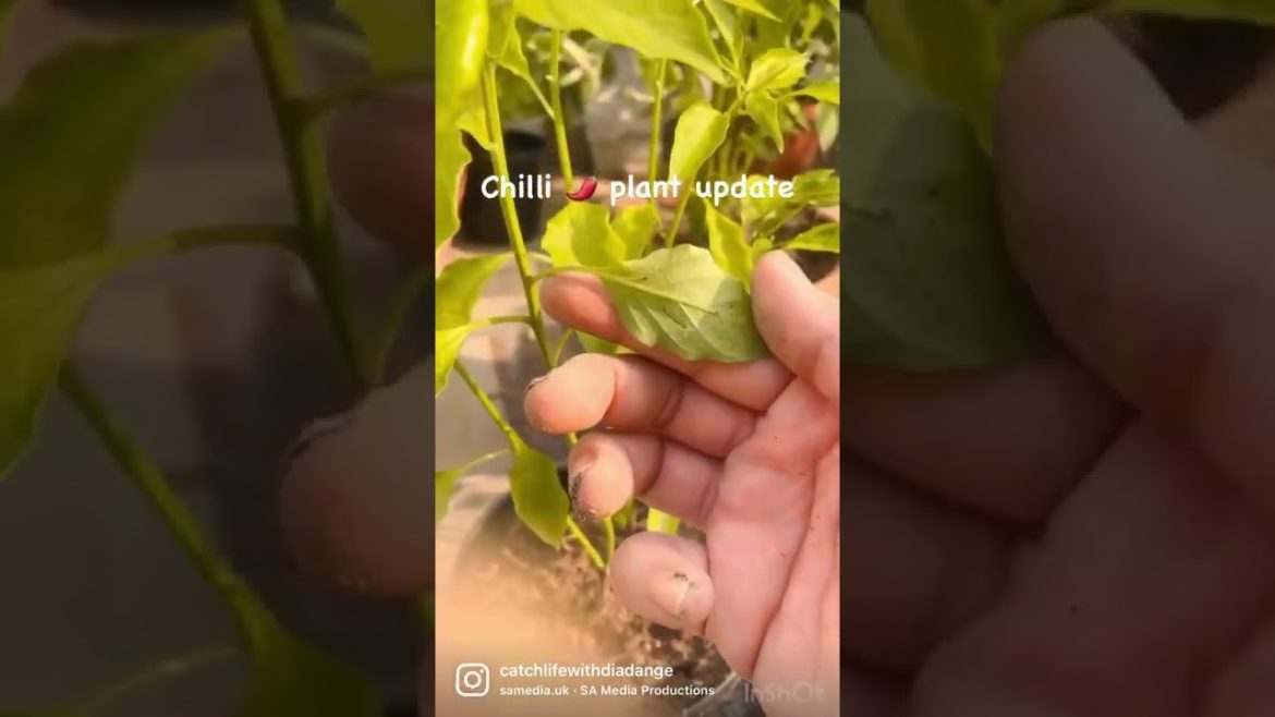 Earn Money From Home Gardening #workfromhome #smallbusiness #onlineearning Earn Money From Home Gardening #workfromhome #smallbusiness #onlineearning