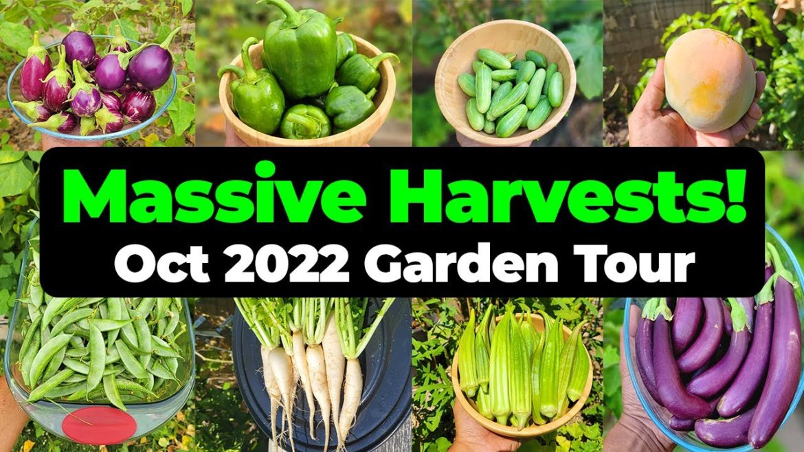Gardening : Massive Harvests in October 2022 - California Gardening