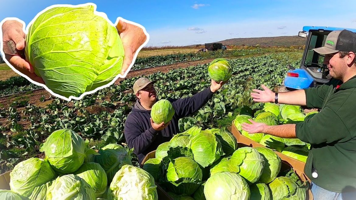 WHAT HAPPENED TO OUR CROP?