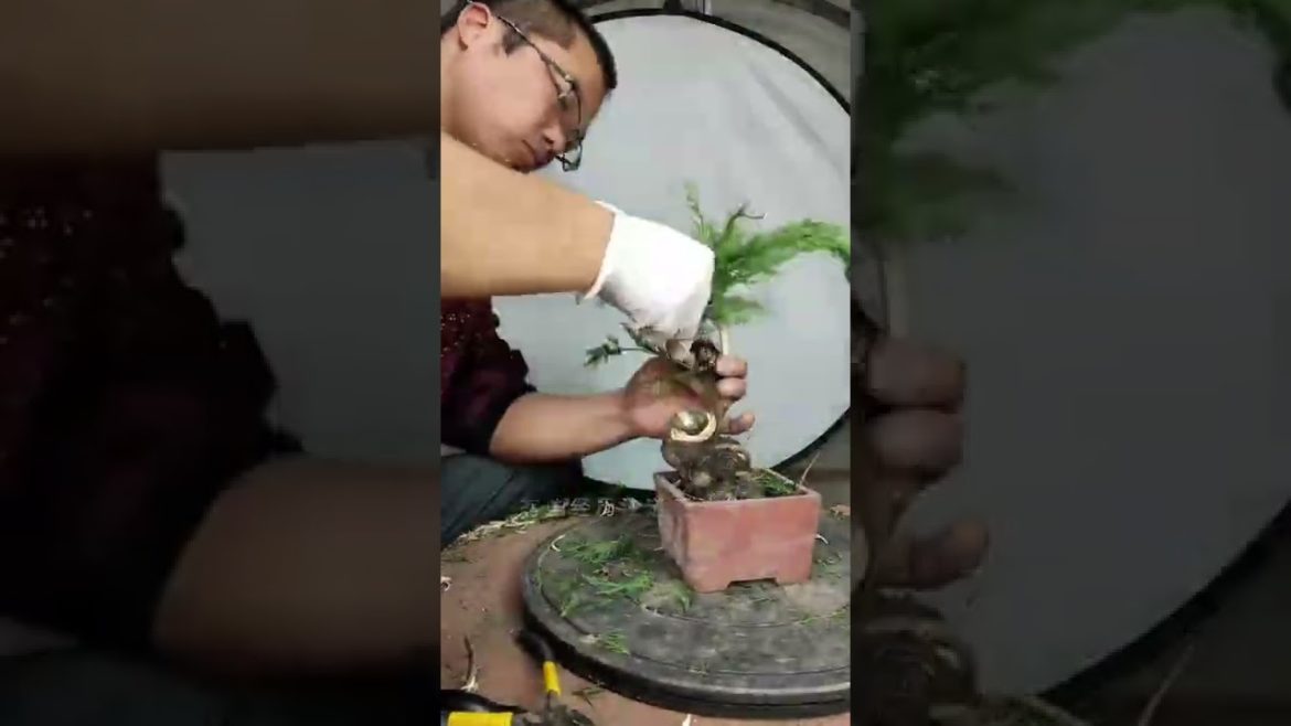 Editing tree Bonsai Part1 #gardener #fruit #fyp #Agriculture #funny #harvest #Satisfying #relaxing