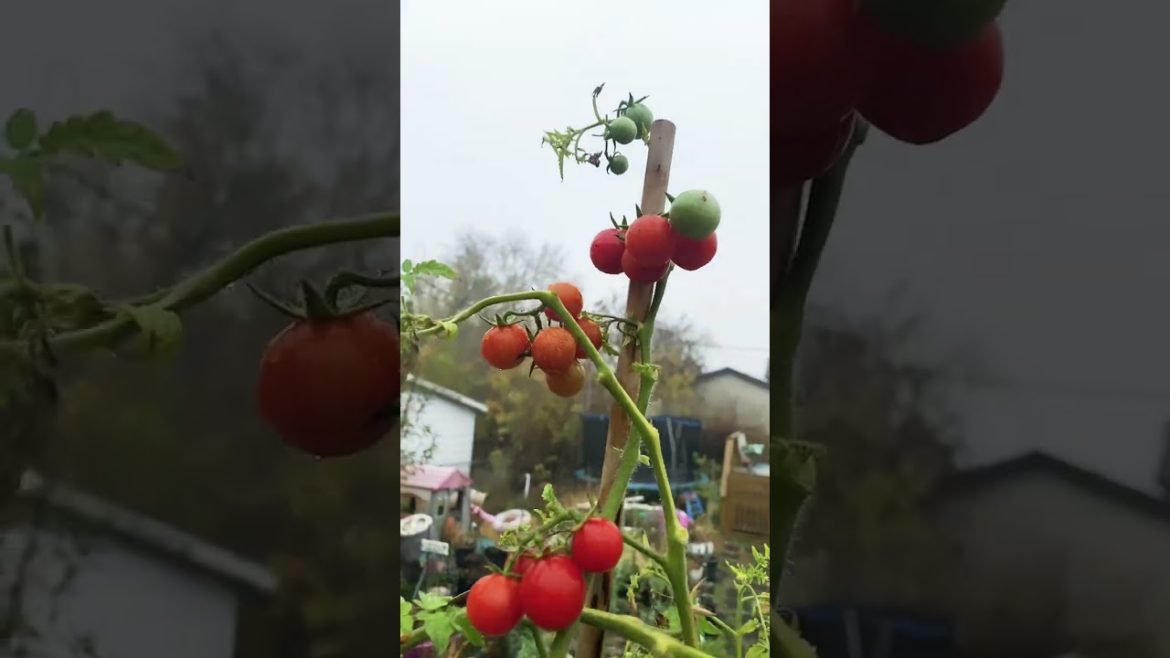 🥕🍅 #Fall garden zone 5 #fall gardening
