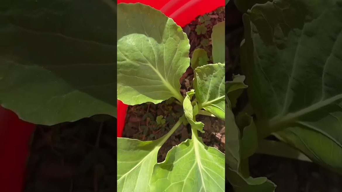 Fall garden tour #shorts