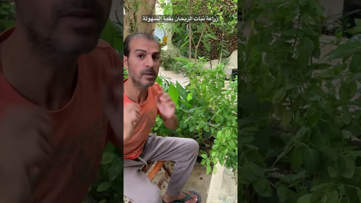 زراعة الريحان والعناية والاكثار بمنتهى السهولة 🌱 #ريحان #زراعة #basil #agriculture #garden #mint