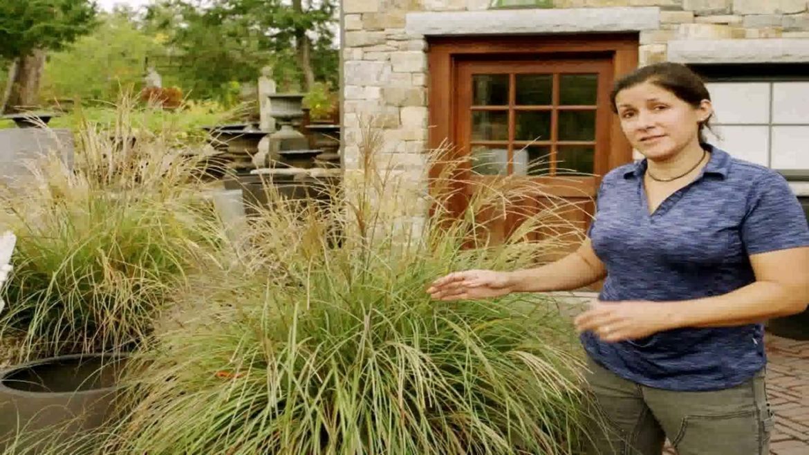 Garden Design Ideas Grasses