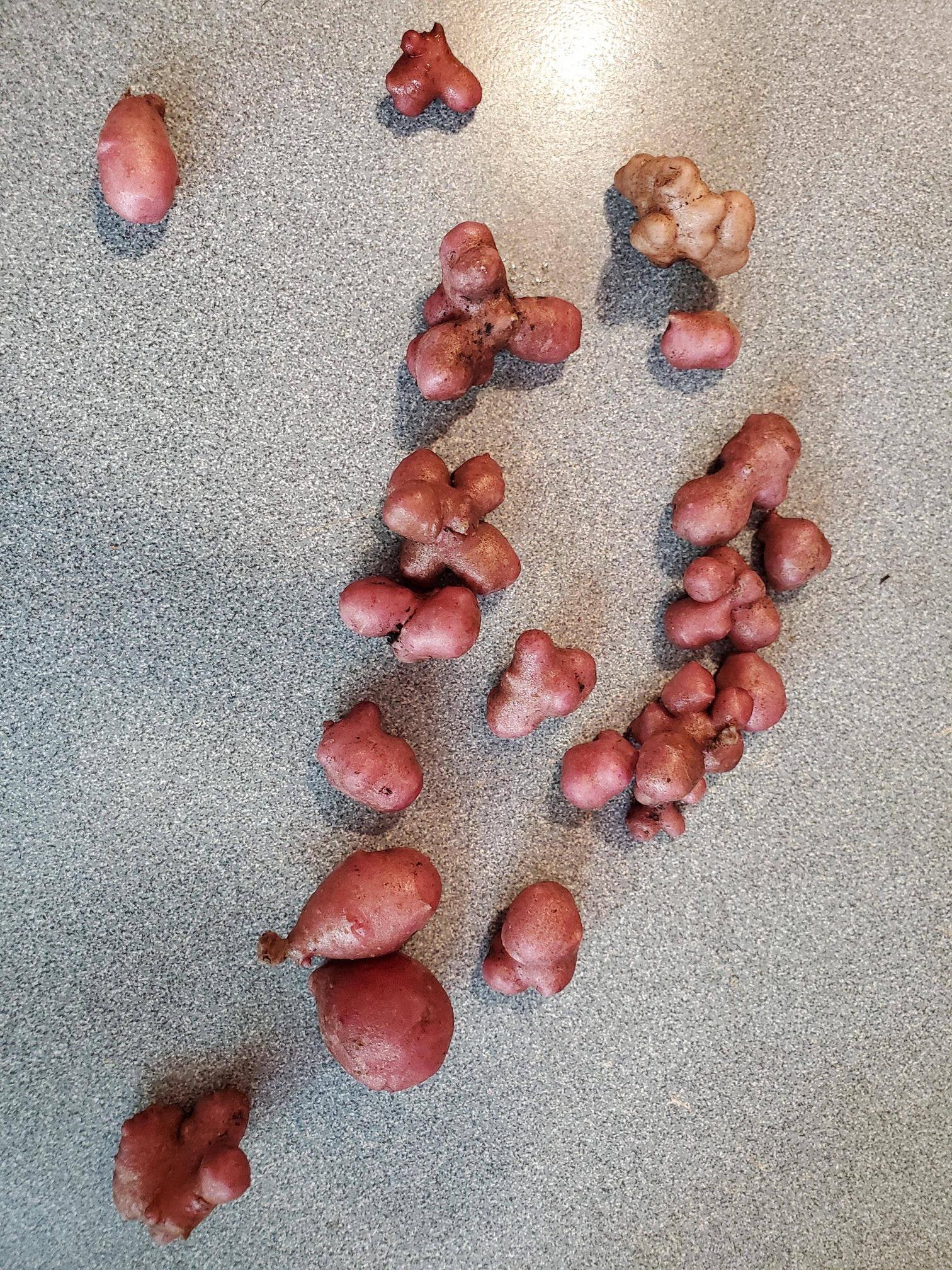 nodules-on-my-sweet-potatoes-edible-but-what-are-they-all-for