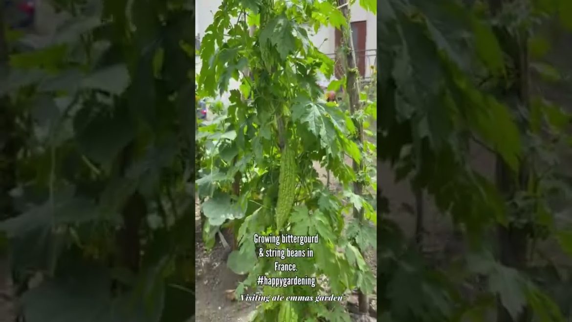 ORGANIC GARDENING #shorts