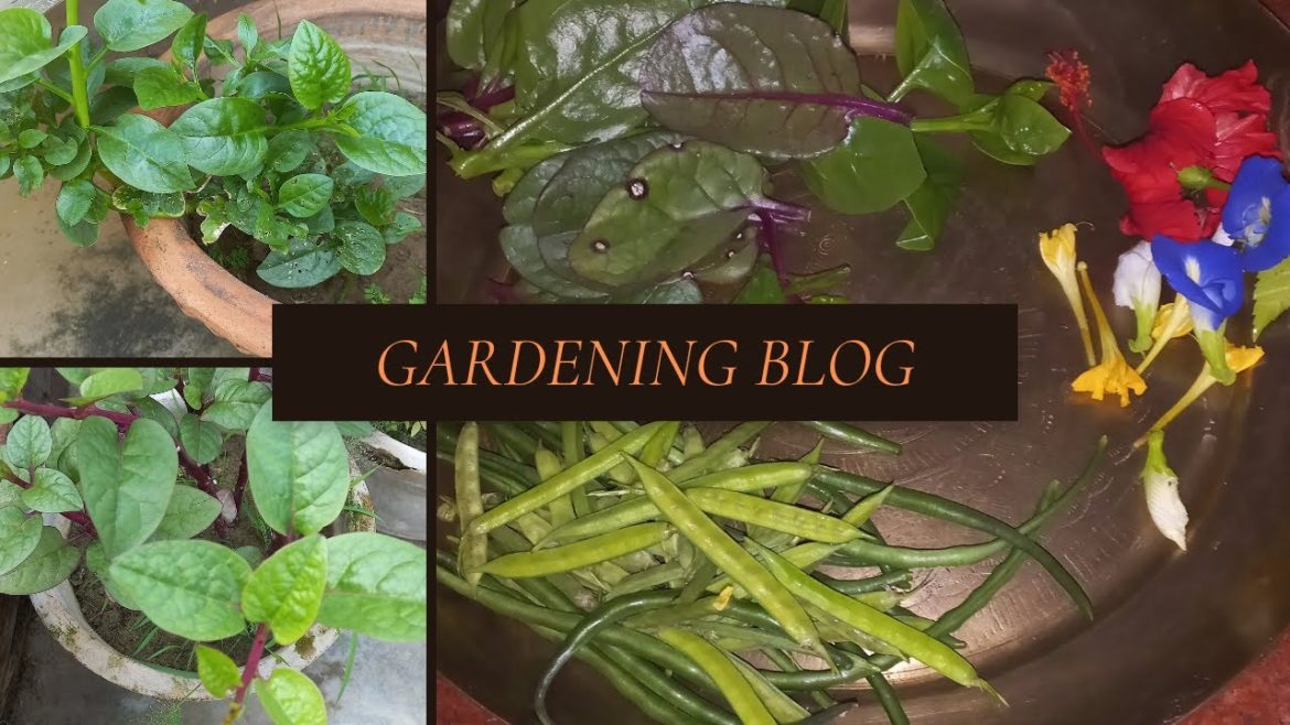 Vegetable gardening hack | terrace gardening | pot gardening | green vegetable| ready to eat