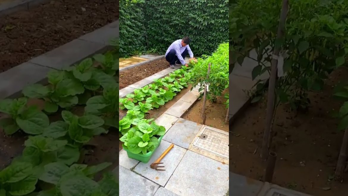 October 2022 Tips for garden at home with me October 2022 Tips for garden at home with me
