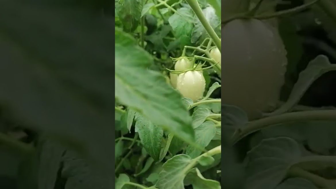#vegetables planted for #food security at Sogod Municipal Hall compound, #Sogod, So. Leyte #short